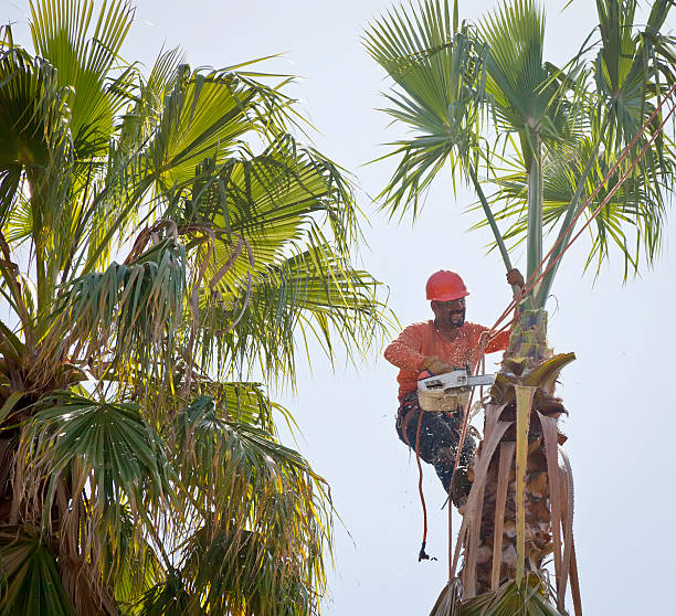 Best Tree Maintenance Programs  in USA